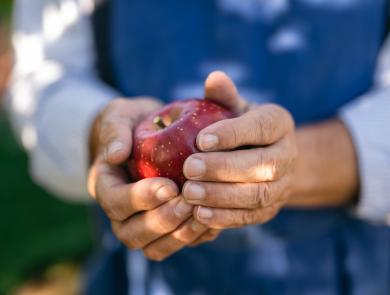 An apple farmer during the harvest