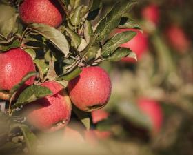 Primer plano de manzanas Mela Alto Adige IGP en el árbol, cubiertas de gotas de lluvia.