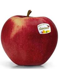 Photo of the apple variety CivM49