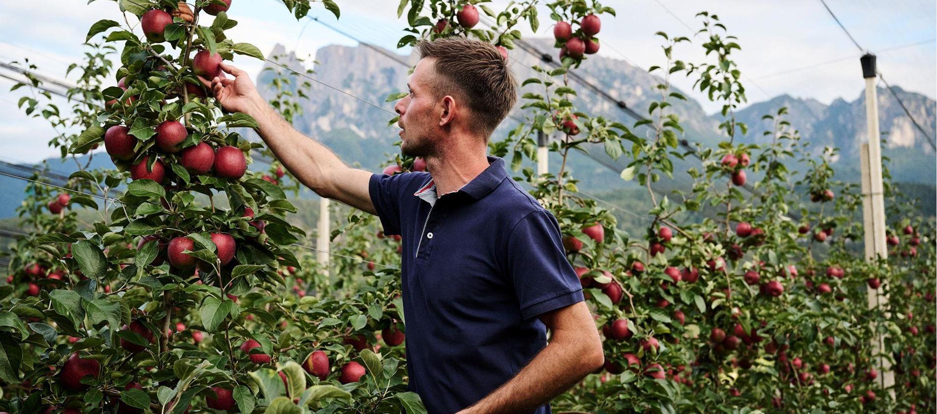 Apple farmer picking an apple with mountain view