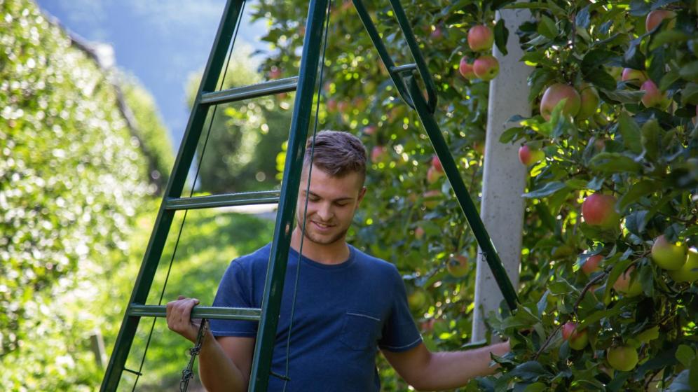 Apple farmer Felix Telser