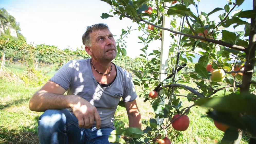 Apple farmer Karlheinz Dalsant at work