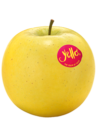 Yello-Shinano-Gold apple