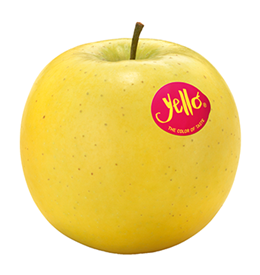 Yello-Shinano-Gold apple