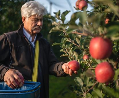 An apple farmer during the harvest