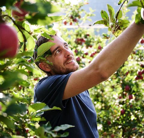 Alex Demattio harvesting South Tyrolean apples