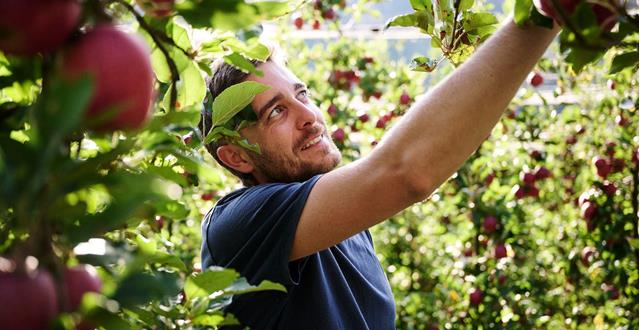 Alex Demattio harvesting South Tyrolean apples