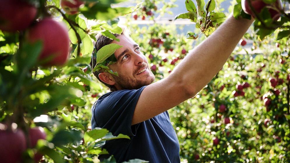 Alex Demattio harvesting South Tyrolean apples
