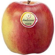 Apple variety Ambrosia