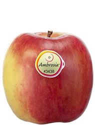 Apple variety Ambrosia