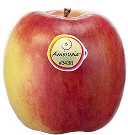 Photo of the apple variety Ambrosia