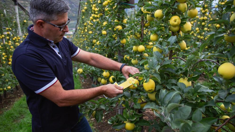 Apple farmer Erwin Blaas during a colour check