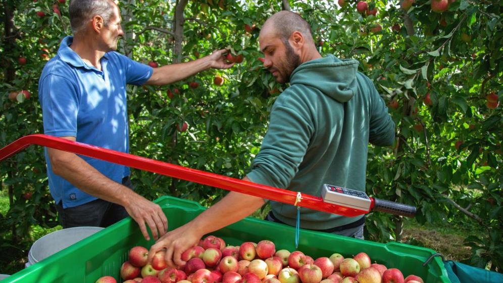 Apple farmer Leonhard Wellenzohn during the harvest
