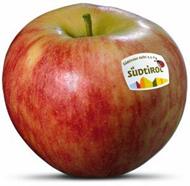 Photo of the apple variety Elstar apple
