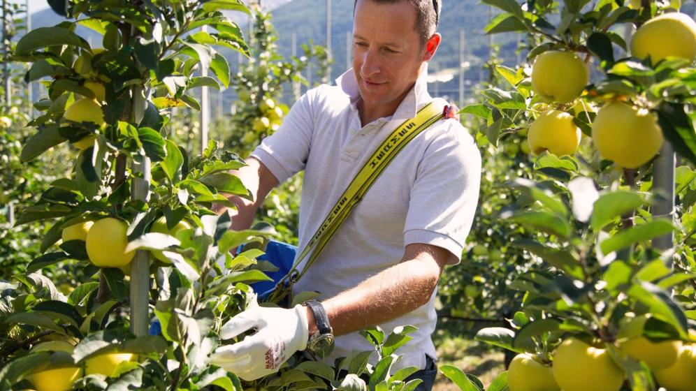 Apple farmer Josef Altstätter at work