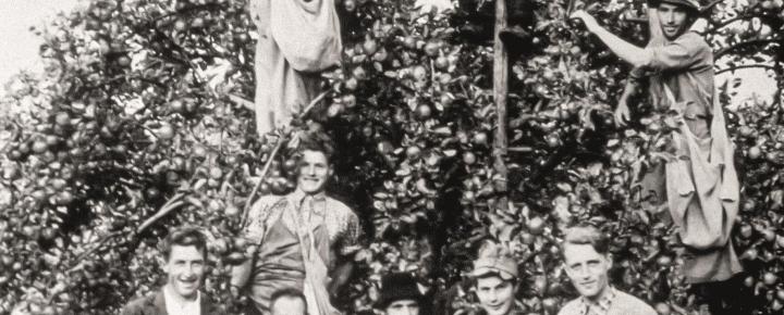 Apple harvest in the past
