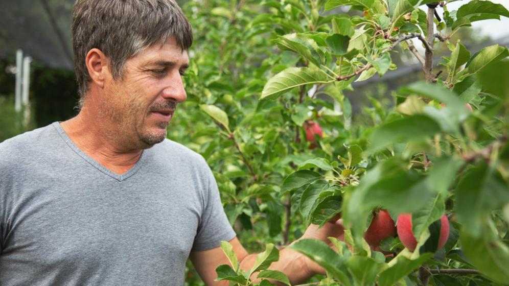 Apple farmer Josef Meraner at work