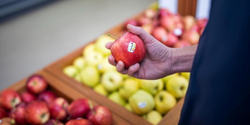 Fresh South Tyrolean apples from the Fruit Cooperative ROEN in Caldaro