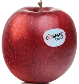 Photo of the apple variety Cosmic Crisp