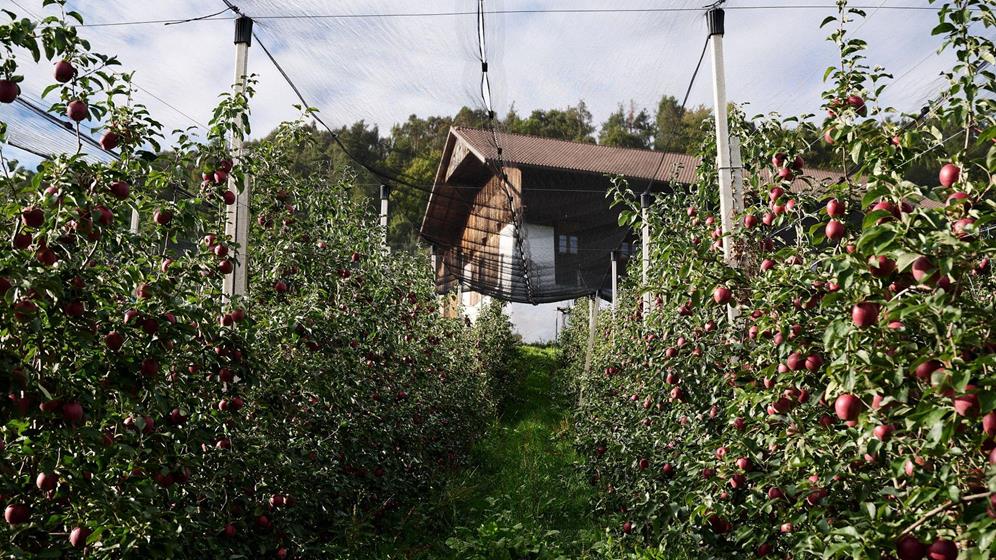 South Tyrolean apple orchards in front of the farmhouse