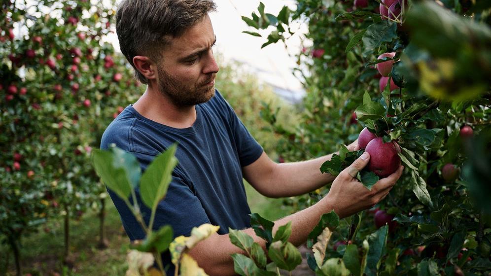 Alex Demattio inspecting apples in his orchard