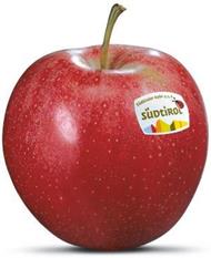 Photo of the apple variety Gala