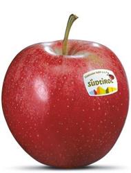 Photo of the apple variety Gala