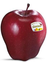 Photo of the apple variety Red Delicious