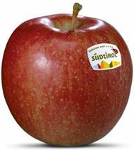 Photo of the apple variety Braeburn Apfel