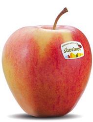 Photo of the apple variety Pinova