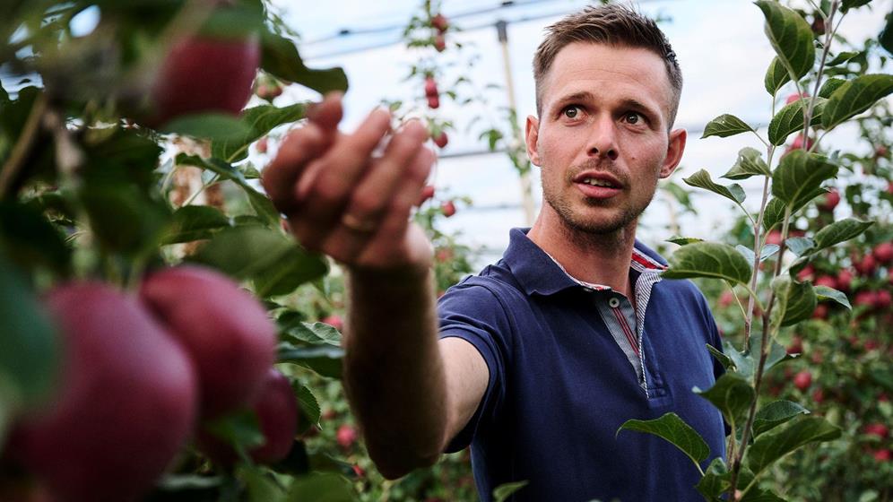 Apple farmer picking a fresh apple in the orchard
