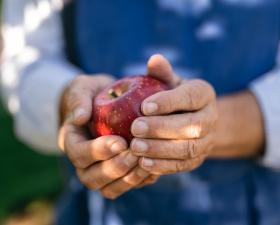 Agricultor recoge manzanas frescas en su huerto de manzanas.