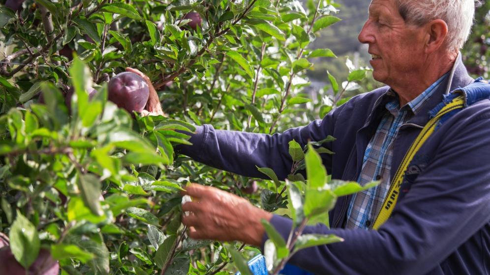 Apple farmer Emil Pichler at work