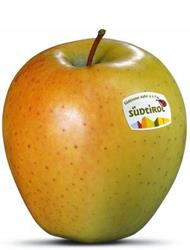 Photo of the apple variety Golden Delicious
