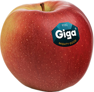 Apple variety Giga