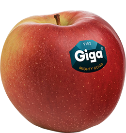 Photo of the apple variety Giga