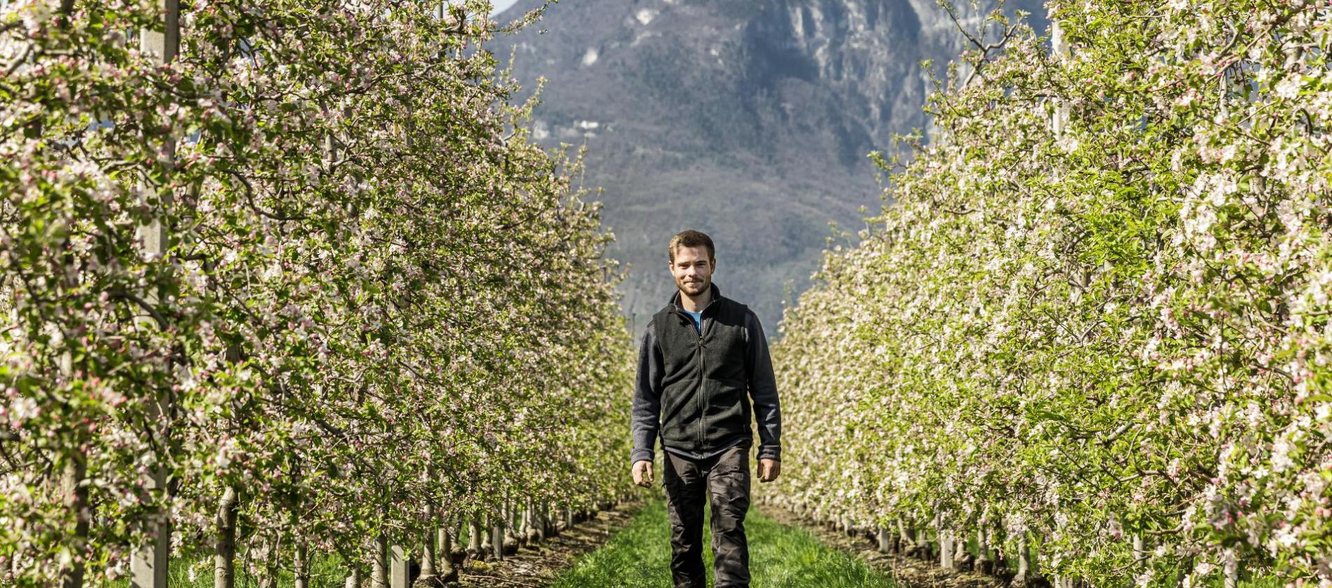 Valentin Bologna and apple trees