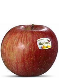 Photo of the apple variety Fuji