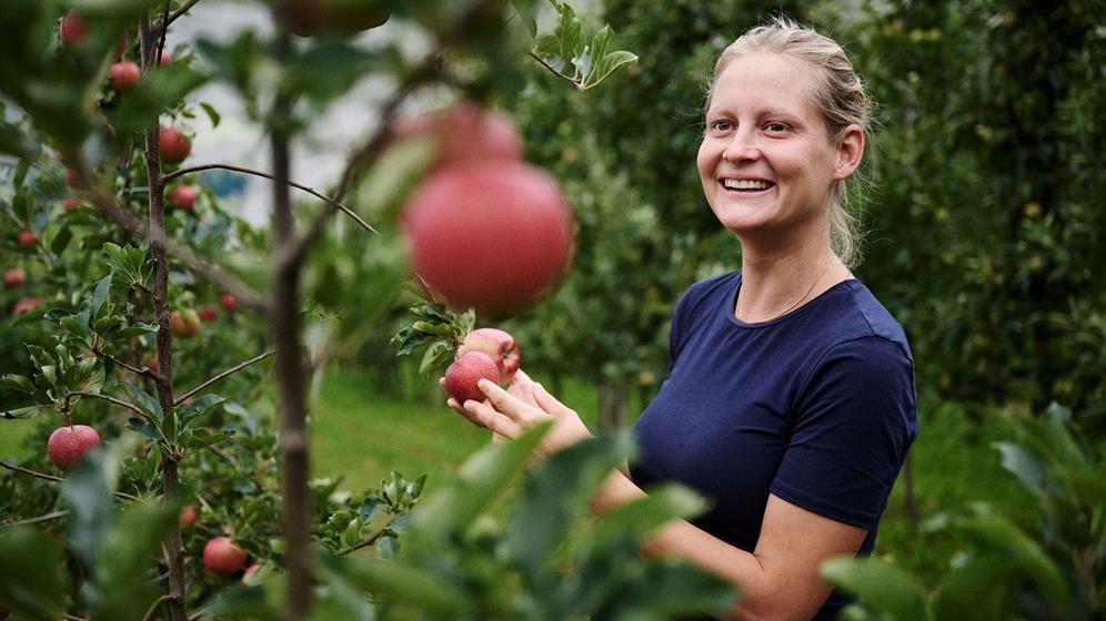 Apple farmer woman holding two fresh apples in the orchard