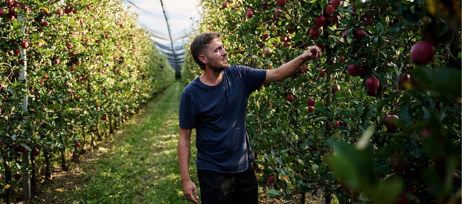 Alex Demattio harvesting South Tyrolean apples