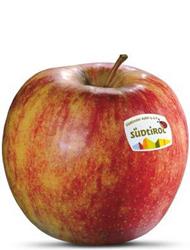 Photo of the apple variety Jonagold
