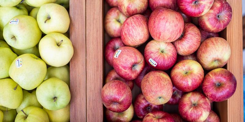 Fresh South Tyrolean apples from the fruit cooperative MEG Martello