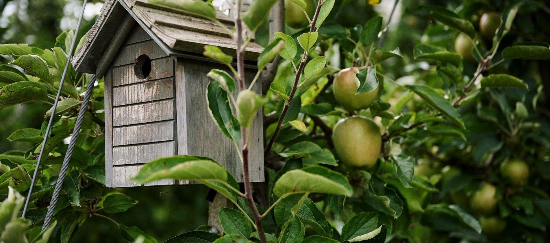 Wooden birdhouse attached to an apple tree