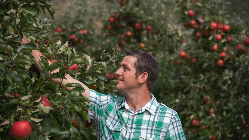 Apple farmer Martin Spechtenhauser at work